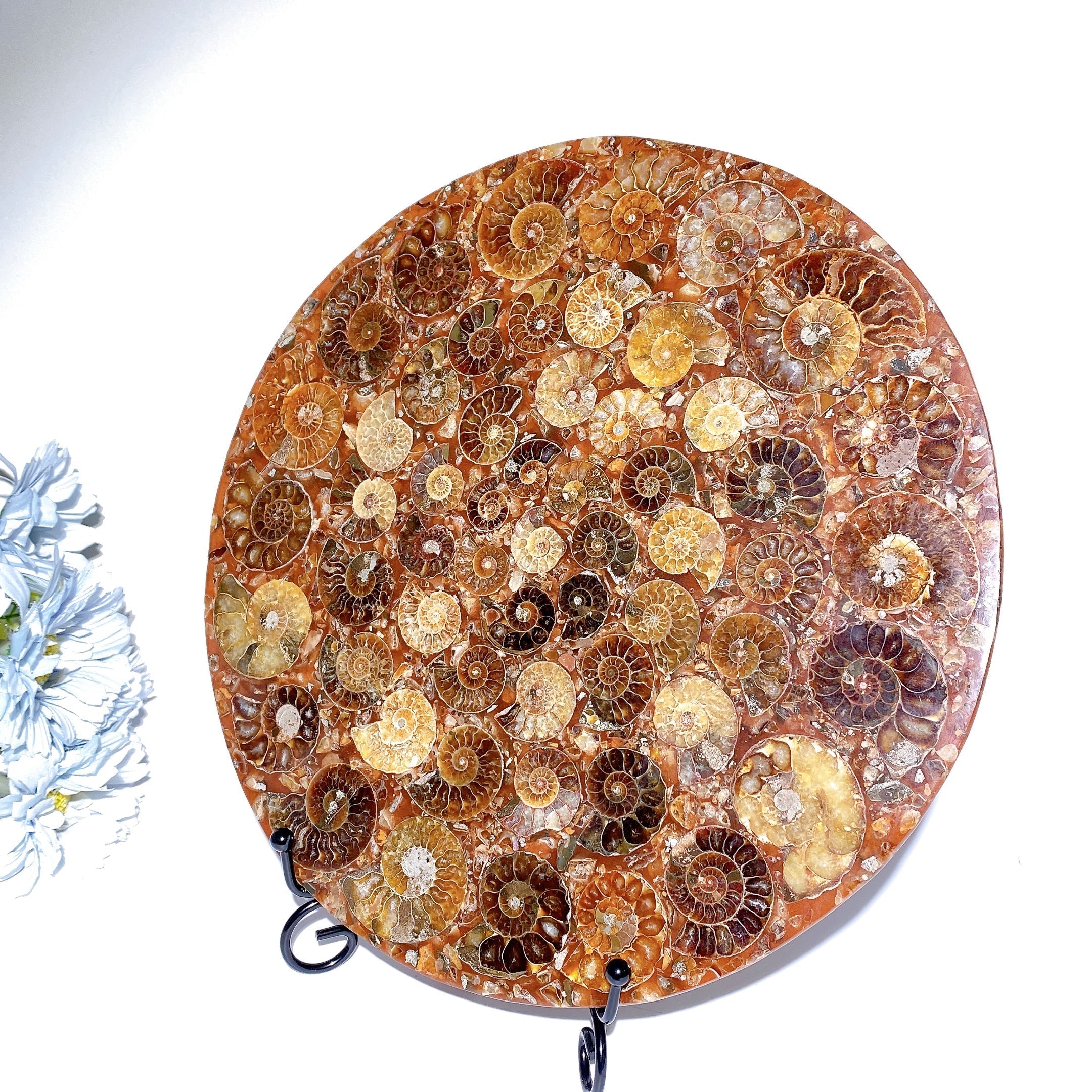 Présentoir en cristal d'ammonite polie ronde de 25 cm
