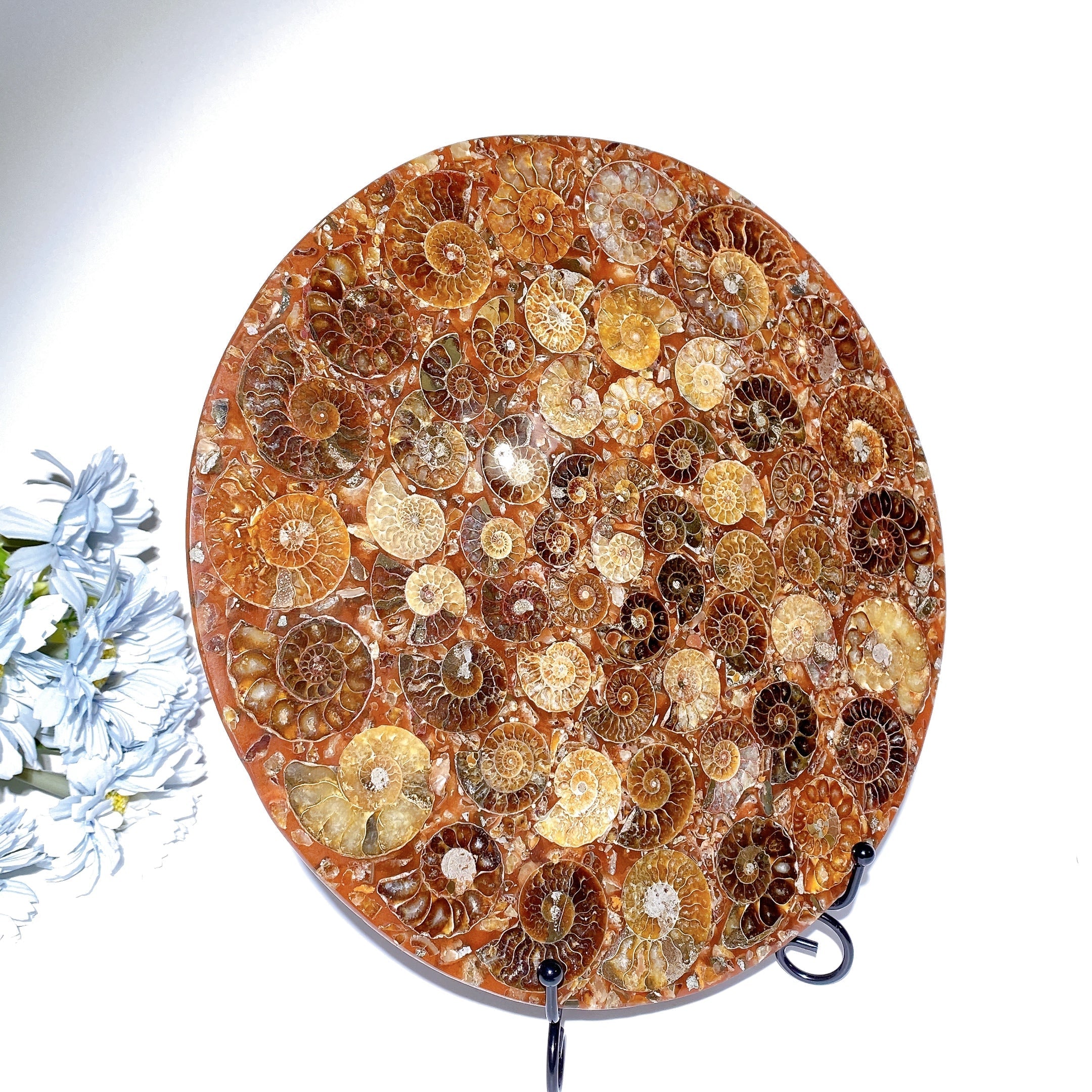 Présentoir en cristal d'ammonite polie ronde de 25 cm