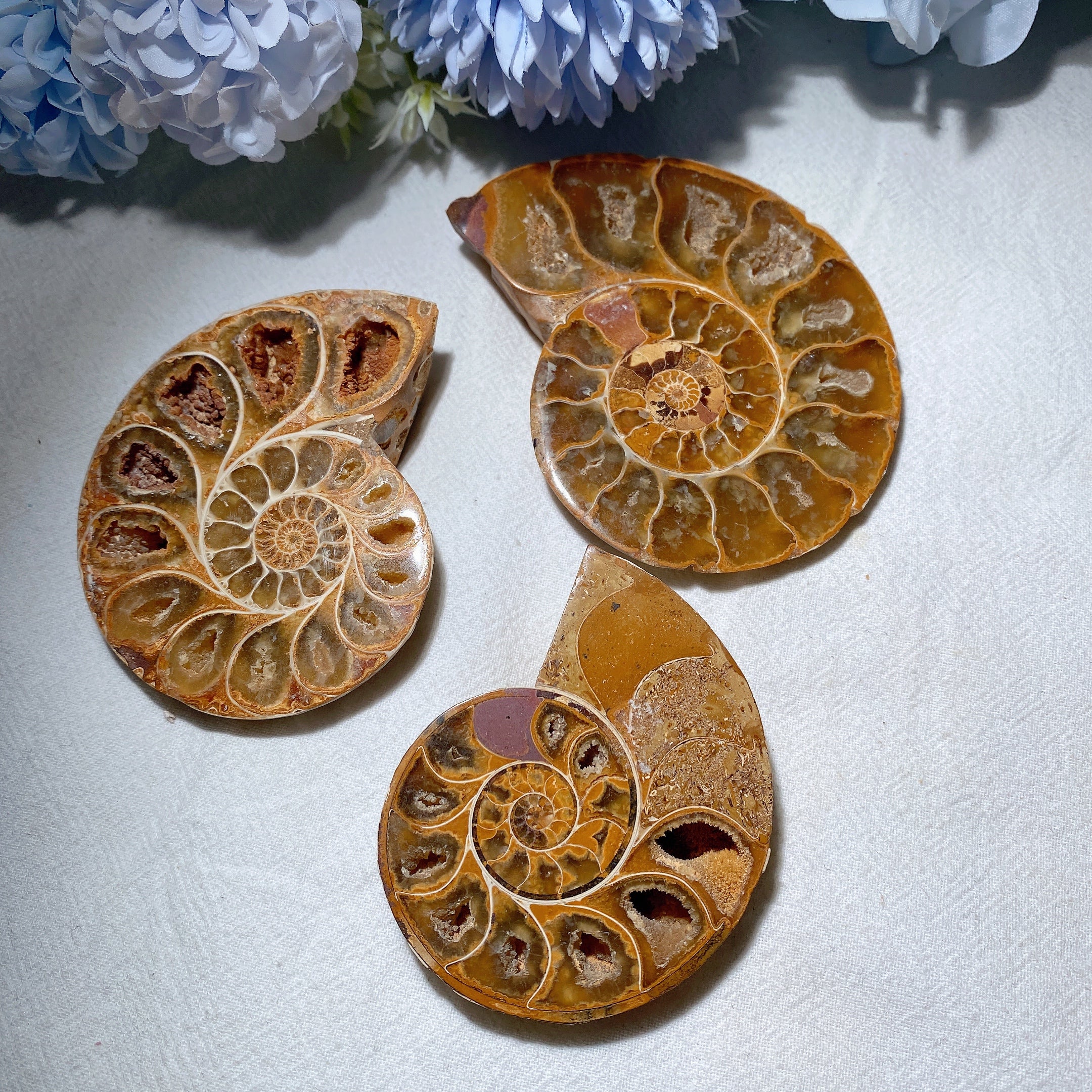Spécimen de cristal d'ammonite de 3,2 pouces, 90 g, spirale polie