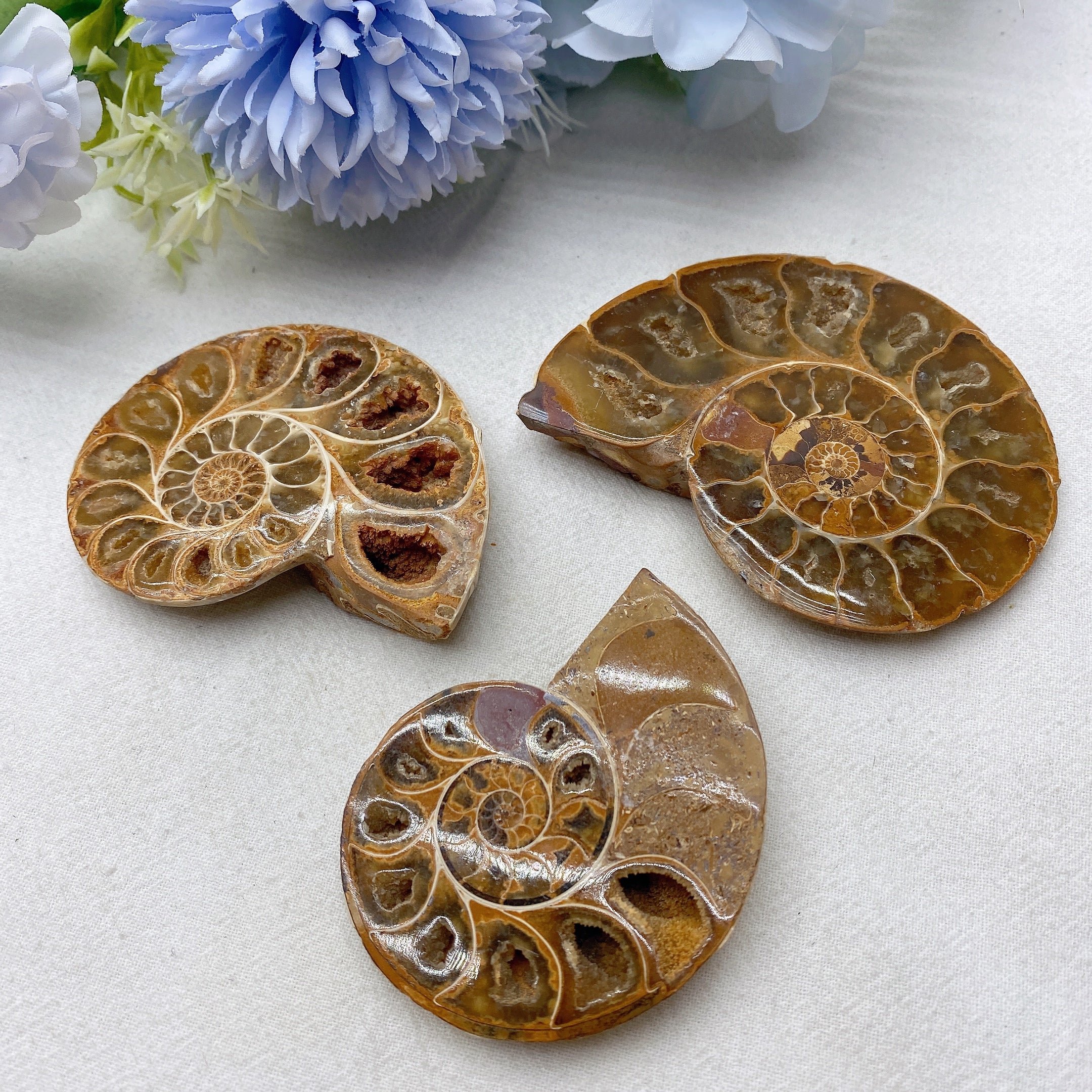 Spécimen de cristal d'ammonite de 3,2 pouces, 90 g, spirale polie