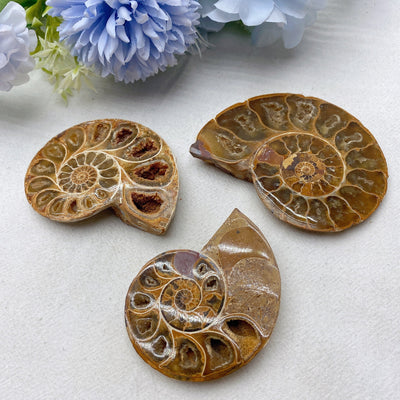 Spécimen de cristal d'ammonite de 3,2 pouces, 90 g, spirale polie