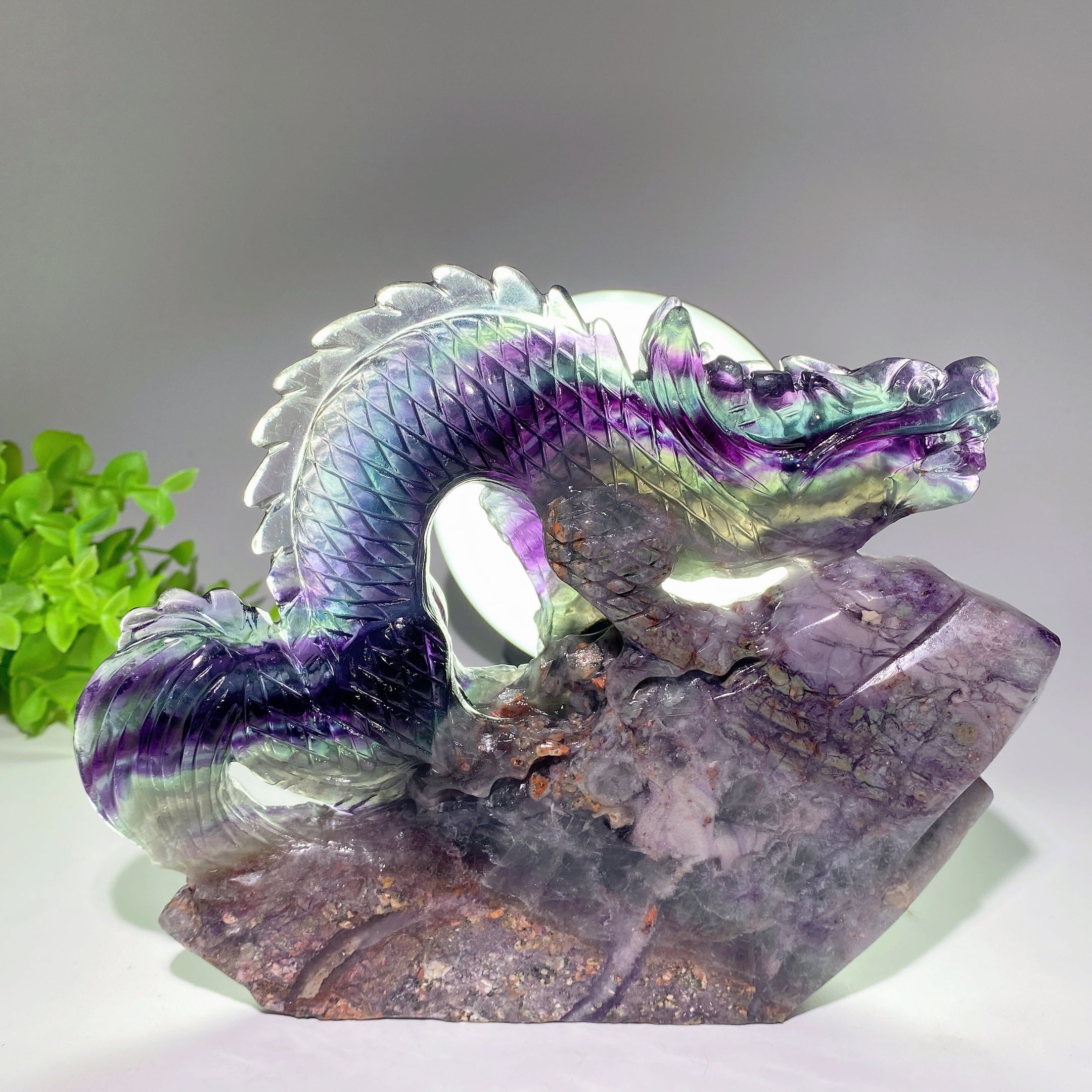 Fluorite Crystal Dragon Carving 5.3-8.5 Inch Healing Sculpture