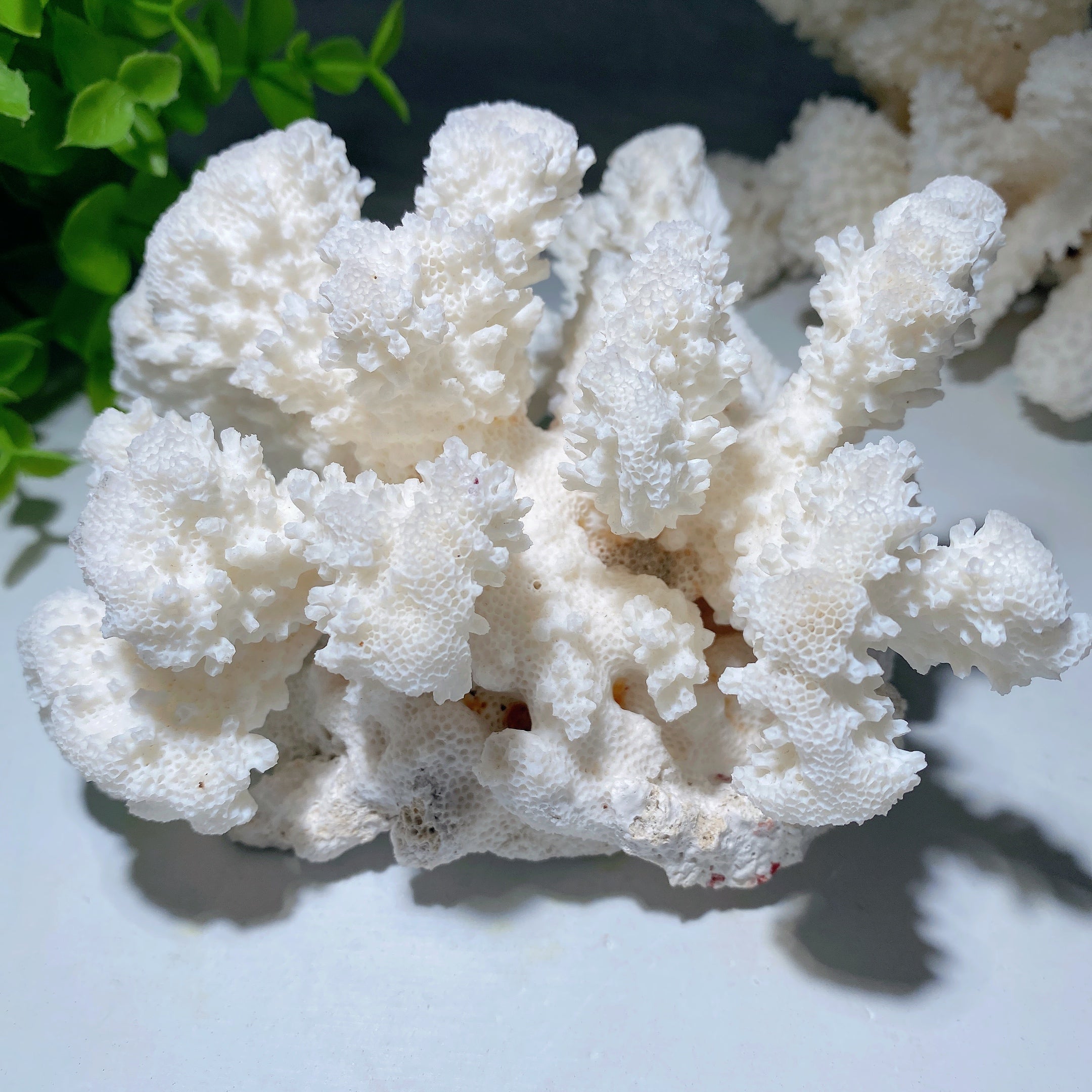 Spécimen de cristal de corail blanc, 4 à 6 pouces, présentoir de guérison