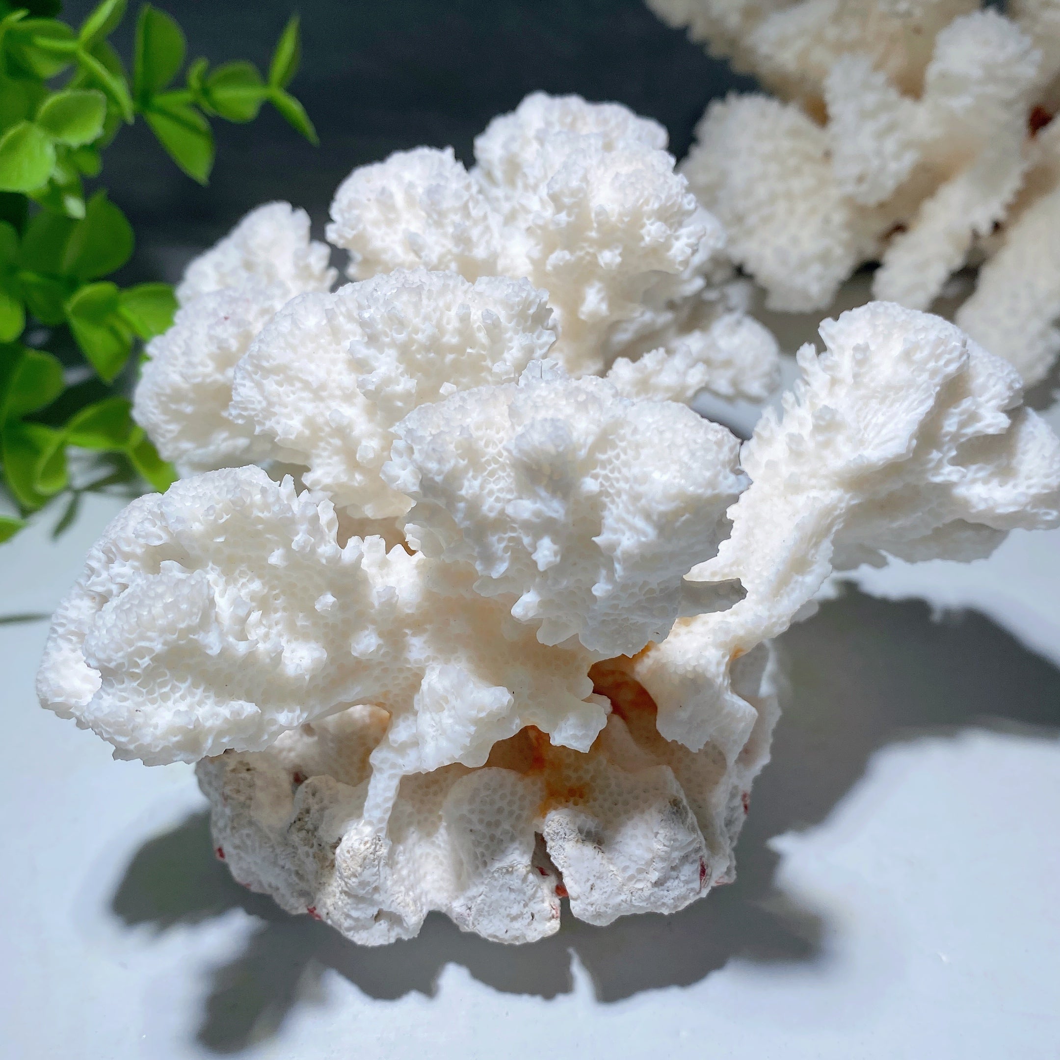 Spécimen de cristal de corail blanc, 4 à 6 pouces, présentoir de guérison