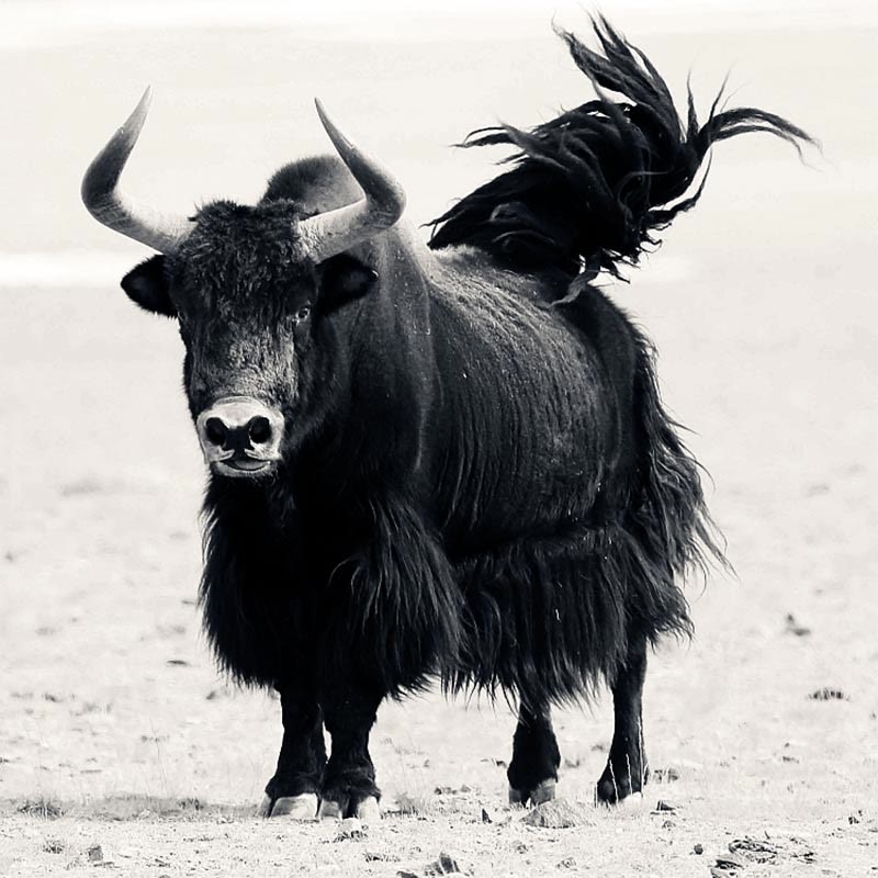 Mala de poignet en os de yak de 14 mm pour plus de force et de protection