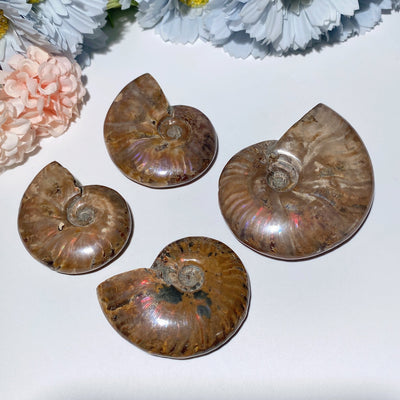 Spécimen de fossile d'ammonite de 2,0 à 3,0 pouces pour la guérison