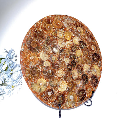 Présentoir en cristal d'ammonite polie ronde de 25 cm