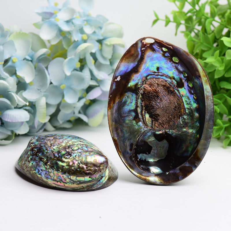 5.0 inch Aura Shell Free Form Zen Decor Accent