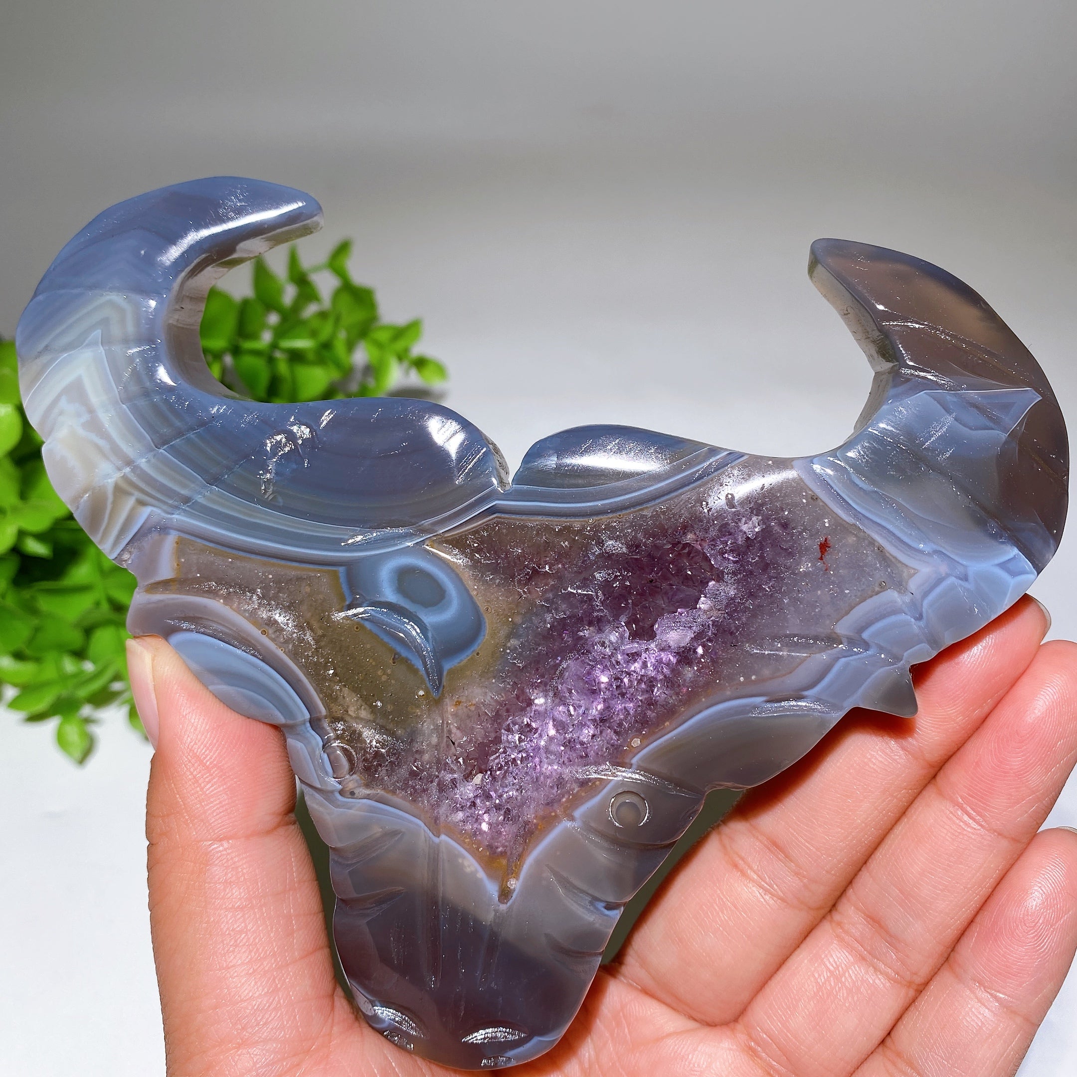 5.4-inch Druzy Amethyst Bull Head Crystal Figurine