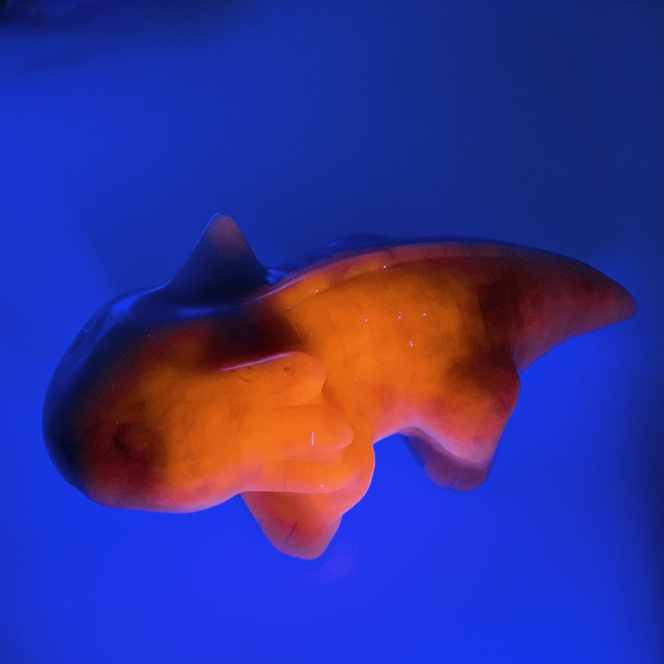 5.8 inch UV Reactive Sodalite Salamander Crystal Figurine