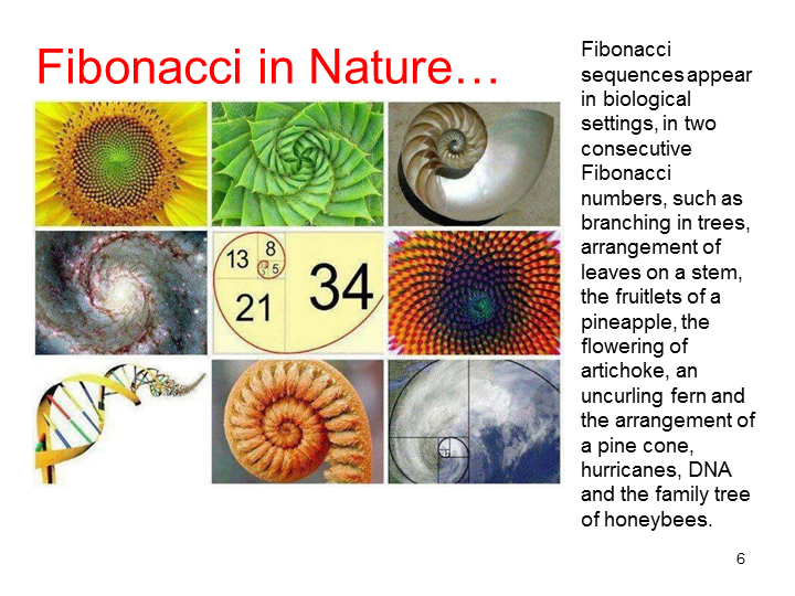 Fibonacci sequence in nature with sunflowers, shells, and plant spirals for healing