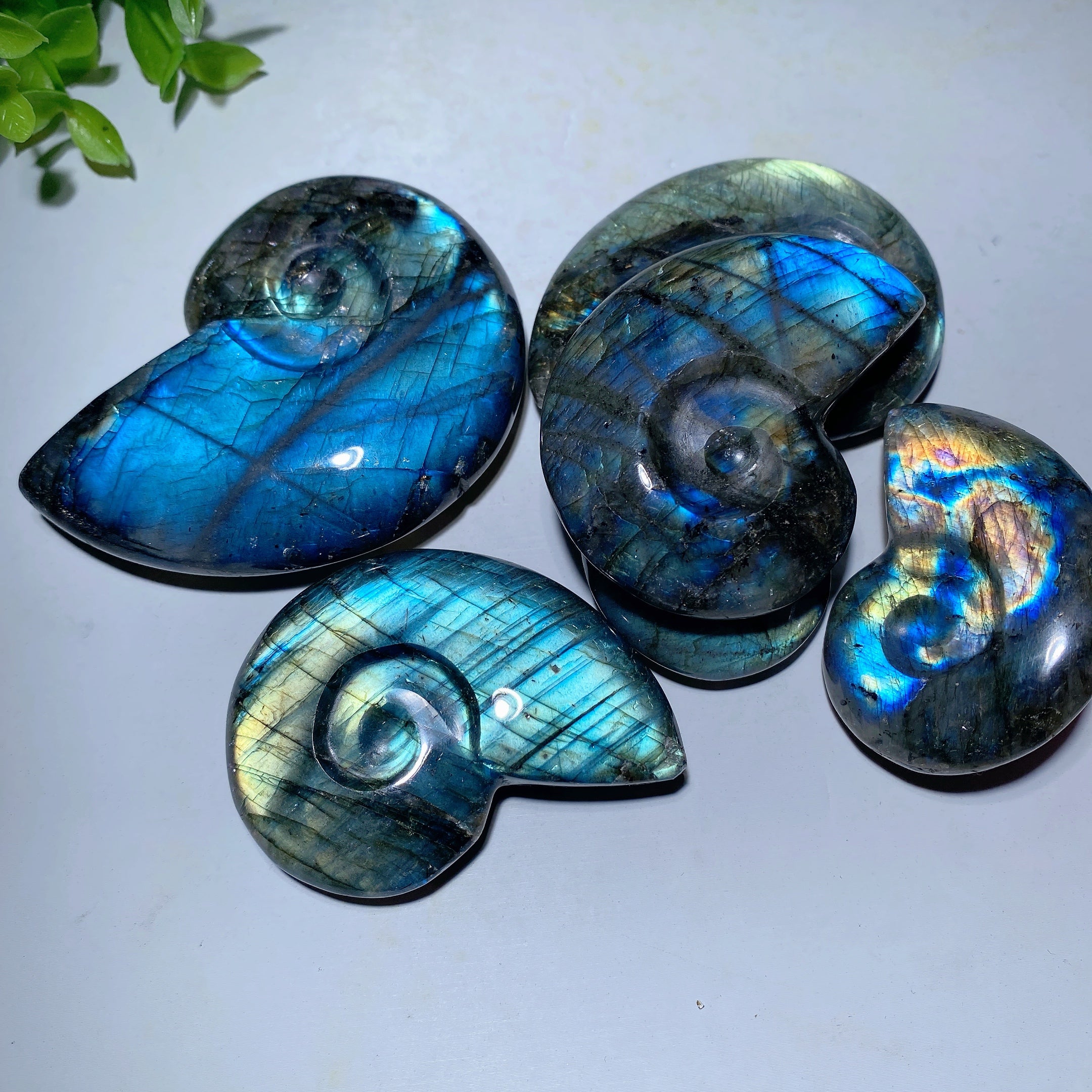Labradorite Shell Crystal Carvings 1.5-3 inch Healing Stones
