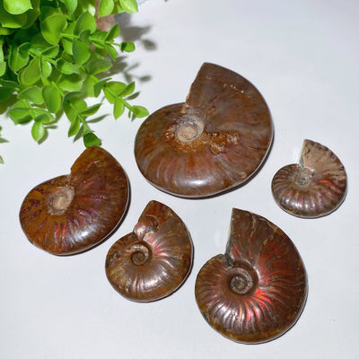 Spécimen de cristal d'ammonite poli 1,5 à 3,5 pouces, présentoir de guérison