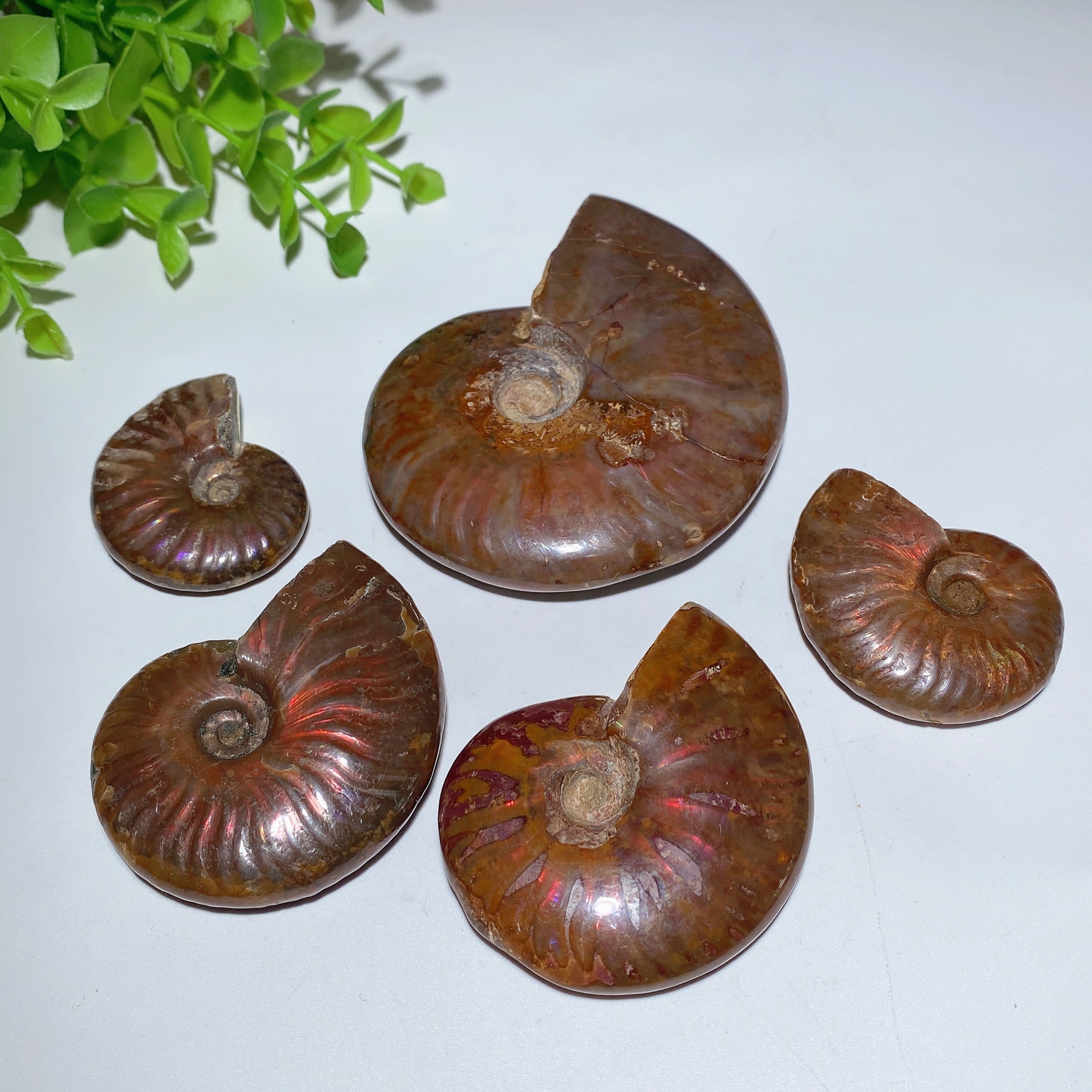 Polished Ammonite Crystal Specimen 1.5-3.5 inch Healing Display