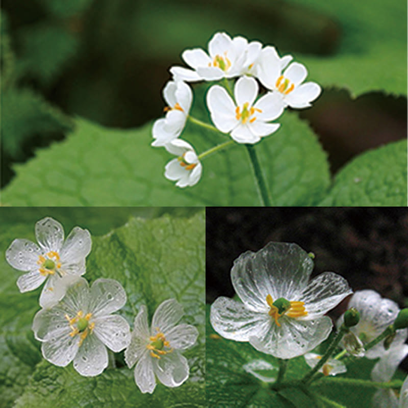 Bague de guérison réglable en cristal blanc avec fleur squelette
